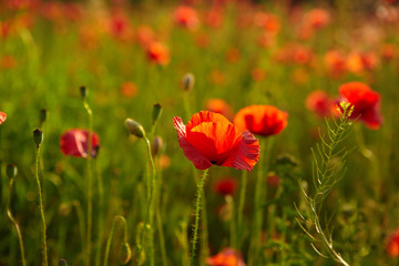 red poppies on  field
