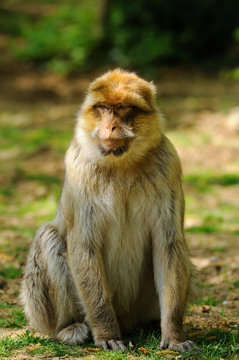 singe magot ou macaque berbère (Macaca sylvanus)