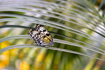 papillon