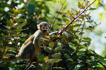 Fototapeta premium saïmiri, singe écureuil