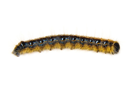 Tent Caterpillar