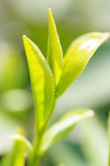 お茶の新芽