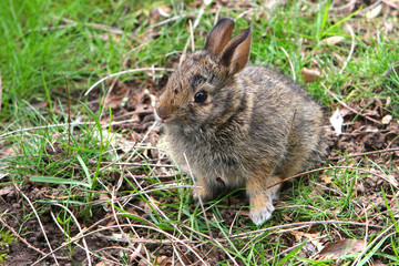 Young Cottontail Rabbit