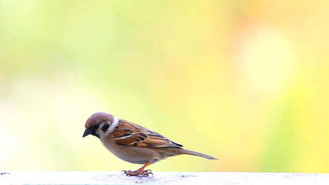 compilation of many sparrows flying and eating