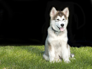 Husky syberian malamute
