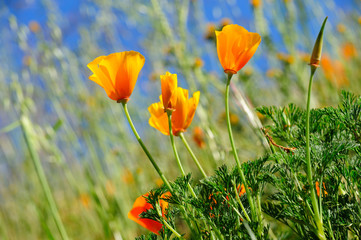 Obraz premium California Poppy And Wild Grasses