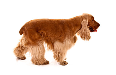 Young cocker spaniel isolated on white