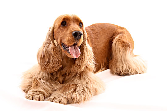 Young cocker spaniel isolated on white