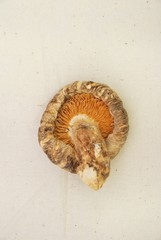 Single dried Shitake mushroom