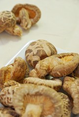 Group of Shitake mushrooms