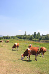 Fototapeta na wymiar Cows at the watering hole