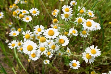 Fototapeta premium beautiful camomiles