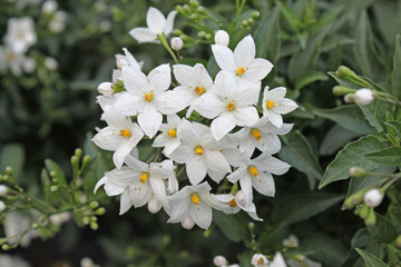 Jasminblüten