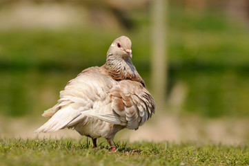 Taube