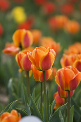 Bright Blooming Tulips Growing In Spring Garden