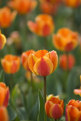 Bright Blooming Tulips Growing In Spring Garden