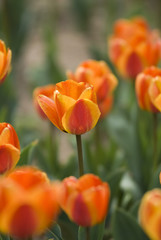 Bright Blooming Tulips Growing In Spring Garden