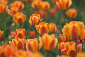 Bright Blooming Tulips Growing In Spring Garden