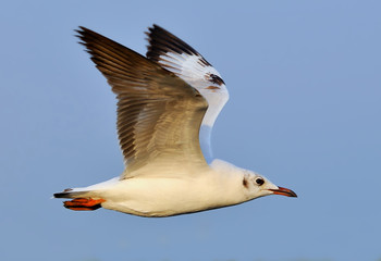 Flying seagull