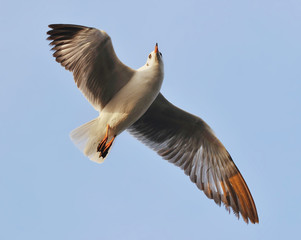 Flying seagull