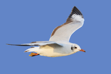 Flying seagull