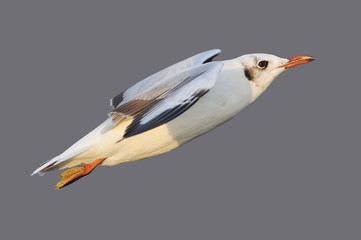 Flying seagull