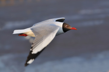Flying seagull