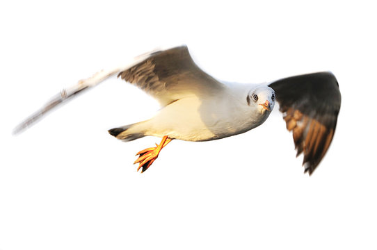 Flying seagull