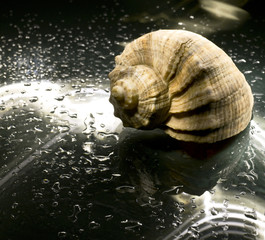 Sea shell on the wet abstract background