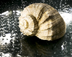 Sea shell on the wet abstract background