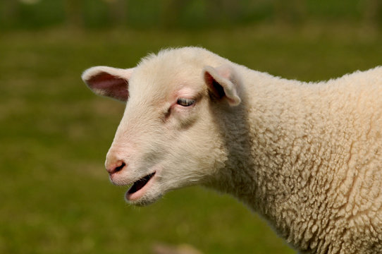Bl&ouml;kendes Lamm