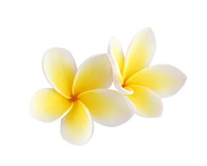 Foto op Plexiglas Frangipani Twee frangipani bloemen geïsoleerd op wit