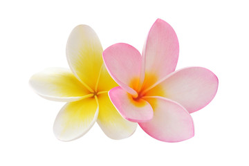 Fototapeta na wymiar Dwa frangipani kwiaty samodzielnie na białym tle