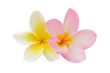 Fotobehang Two frangipani flowers isolated on white © Videowokart