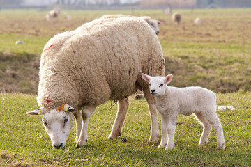 Obraz premium Schafe auf einer Weide