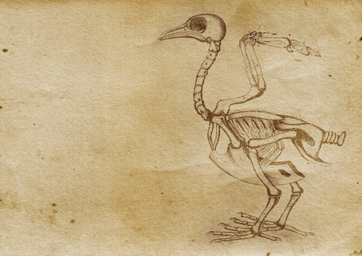 Ostrich Skeleton Illustration (from late 1800)