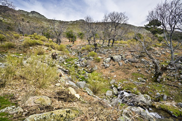 Fototapeta na wymiar Puerto de Navaluenga. Sierra de Gredos