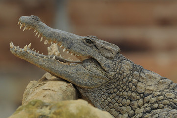 alligator