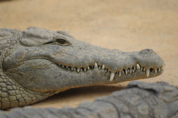 reptile