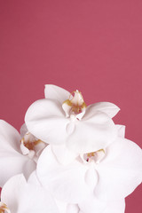 Obraz na płótnie Canvas White Orchid