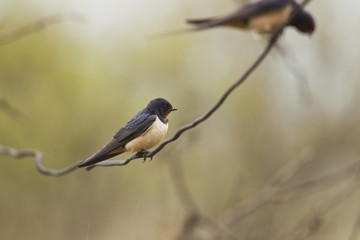 swallow on a wire