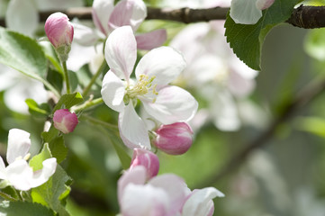 Apfelblüte