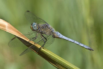 Male dragonfly of Orthetrum coerulescens (Keeled Skimmer)