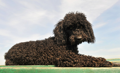 black poodle