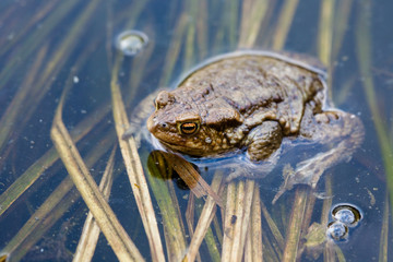 Common frog