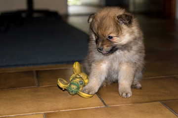 Hund, Spitz,Mittelspitz_Welpe