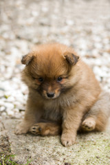 Hund, Spitz,Mittelspitz_Welpe