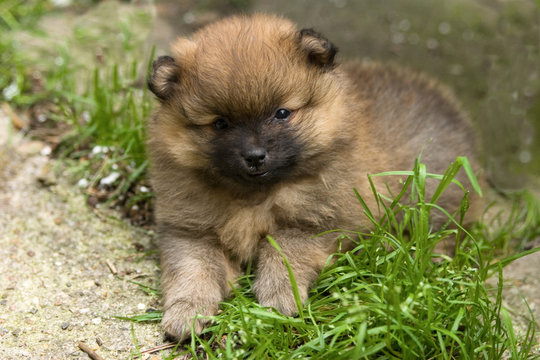 Hund, Spitz,Mittelspitz_Welpe