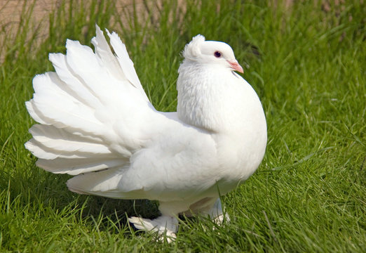 Eine weiße Taube ist auf einer grünen Wiese