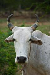 American brahman bull